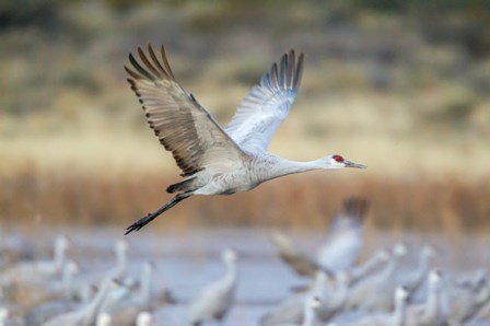 Sandhill Crane Flying by Jaynes Gallery / Danita Delimont art print