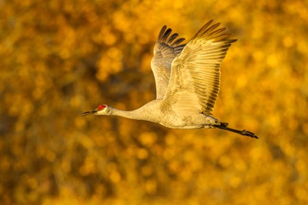 Sandhill Crane Flying by Jaynes Gallery / Danita Delimont art print