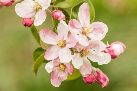 Hood River, Oregon, Apple Blossoms In The Nearby Fruit Loop Area by Janet Horton / DanitaDelimont art print