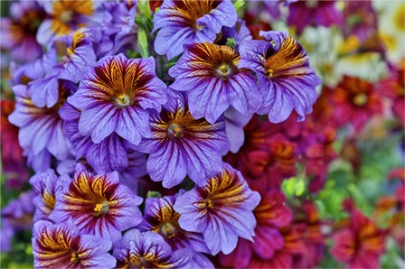 Painted Tongue In Longwood Gardens Conservatory, Pennsylvania by Darrell Gulin / Danita Delimont art print