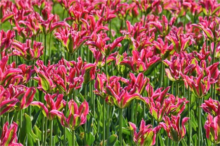 Tulip Garden, Longwood Gardens, Pennsylvania by Darrell Gulin / Danita Delimont art print