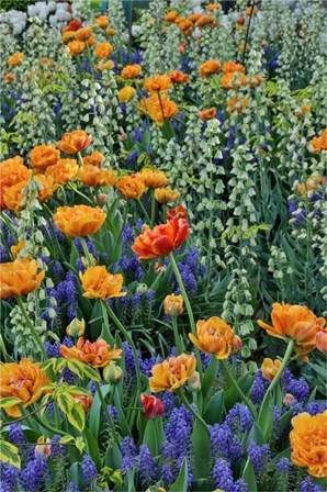 Springtime Bloom Next To Chanticleer House, Chanticleer Garden, Pennsylvania by Darrell Gulin / Danita Delimont art print