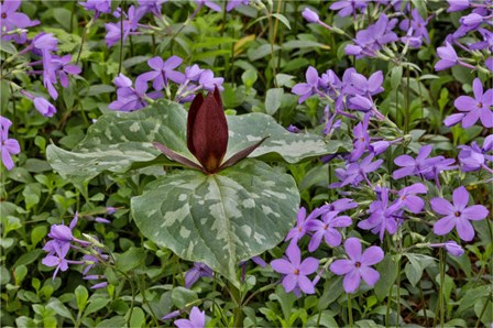 Red Trillium And Blue Phlox Chanticleer Garden, Pennsylvania by Darrell Gulin / Danita Delimont art print