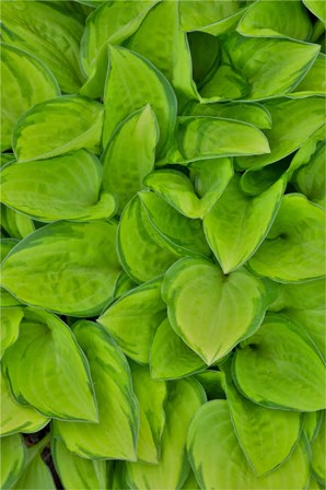 Lime Green Hosta, Chanticleer Garden, Wayne, Pennsylvania by Darrell Gulin / Danita Delimont art print