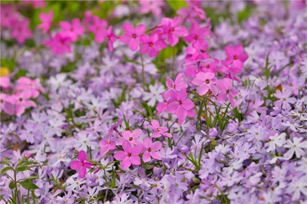 Low Growing Phlox, Chanticleer Garden, Pennsylvania by Darrell Gulin / Danita Delimont art print