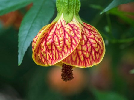 Close-Up Of A Abutilon &#39;Red Tiger&#39; by Julie Eggers / Danita Delimont art print