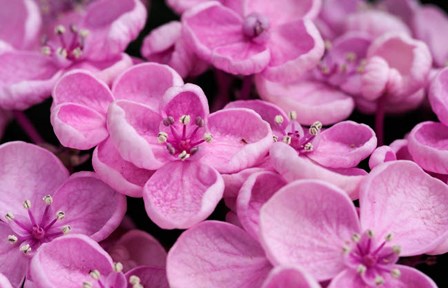 Close-Up Of A Hydrangea Macrophylla &#39;Ayesha&#39;, Lilac Pink by Julie Eggers / Danita Delimont art print