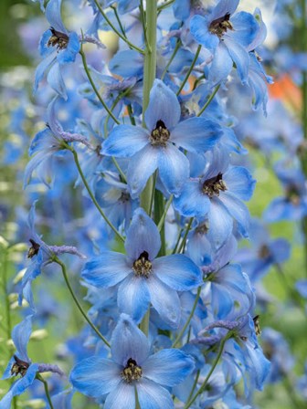 Close-Up Of A Blue Delphinium by Julie Eggers / Danita Delimont art print