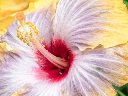 Close-Up Of The Hibiscus Rosa-Sinensis &#39;Fifth Dimension&#39; by Julie Eggers / Danita Delimont art print