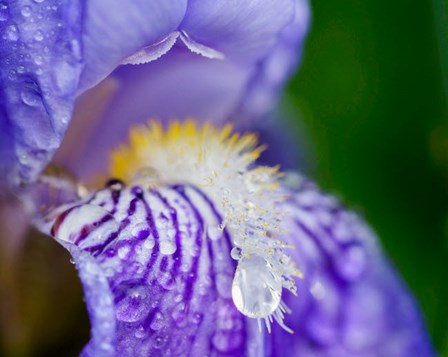 Close-Up Of Dewdrops On A Purple Iris 2 by Julie Eggers / Danita Delimont art print