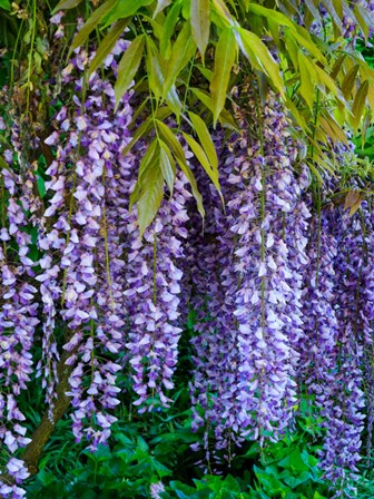 Purple Wisteria Blossoms Hanging From A Trellis by Julie Eggers / Danita Delimont art print