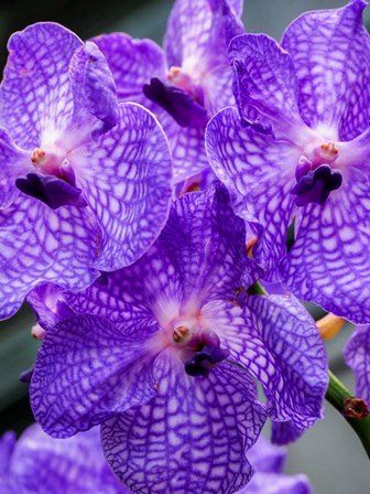 Vanda Manuvadee &#39;Sky&#39; Orchid by Julie Eggers / Danita Delimont art print