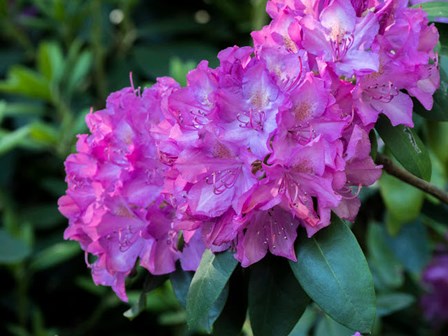 Large Pink Rhododendron Blossoms In A Garden by Julie Eggers / Danita Delimont art print