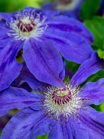 Close-Up Of A Blue Clematis by Julie Eggers / Danita Delimont art print