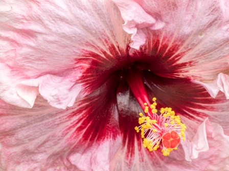 Close-Up Of A Hibiscus Flower by Julie Eggers / Danita Delimont art print