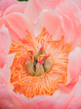 Close-Up Of A Pink Peony by Julie Eggers / Danita Delimont art print