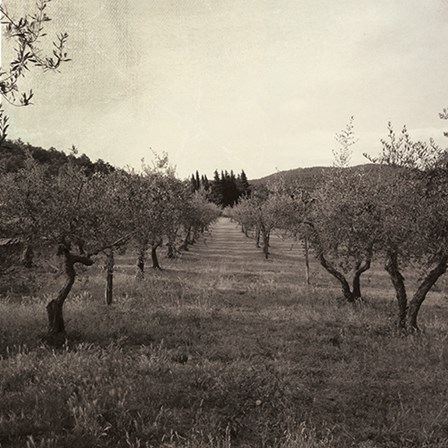 Tuscan Olive Grove by Tammy Apple art print