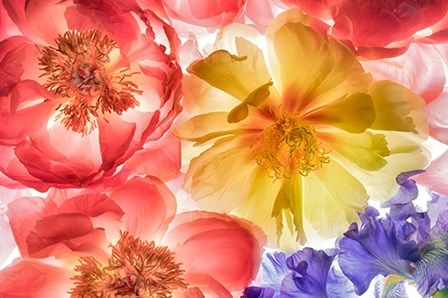 Botanical VIII by Dennis Frates art print