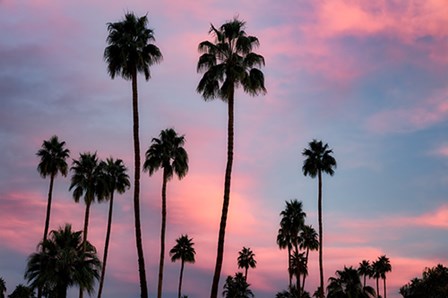 Palm Sunset by Dennis Frates art print