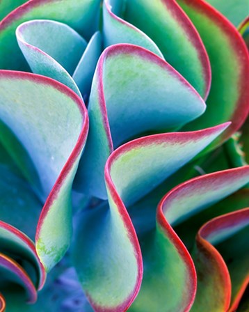 Succulent VII by Dennis Frates art print