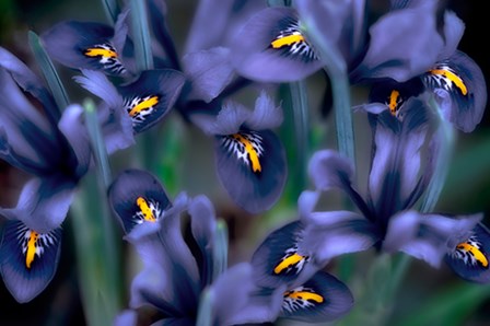 Irises by Dennis Frates art print