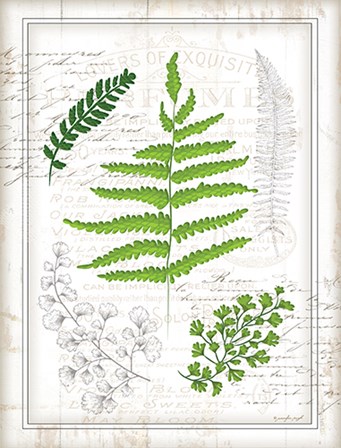 Ferns I by Jennifer Pugh art print