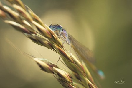 Damselfly by Martin Podt art print