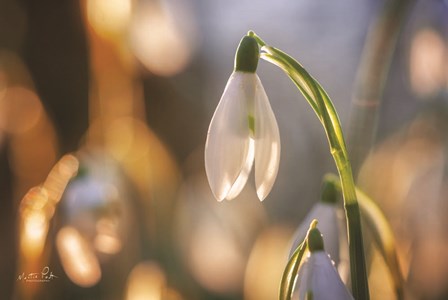 Shining Beauty by Martin Podt art print