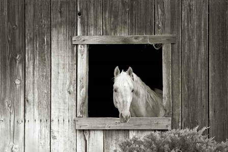 Welcome Mare by Ed Goldstein art print
