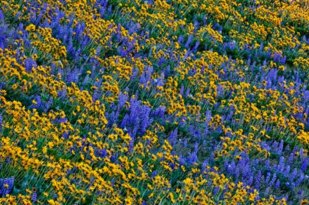 Wildflowers Bloom On Hillside by Jaynes Gallery / Danita Delimont art print