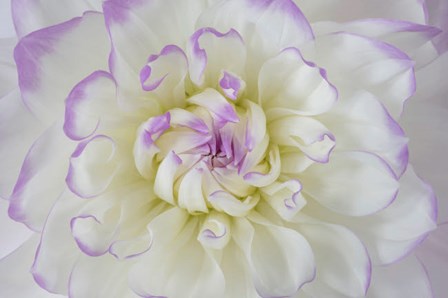 Dahlia Blossom Close-Up by Jaynes Gallery / Danita Delimont art print