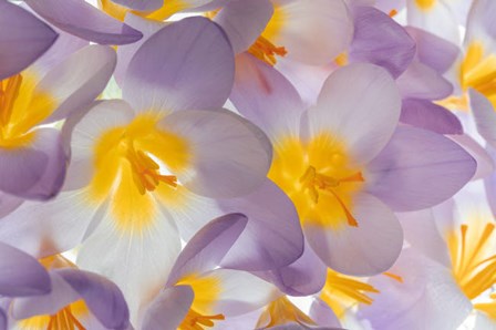 Spring Crocus Flowers Close-Up by Jaynes Gallery / Danita Delimont art print