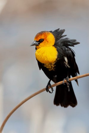 Yellow-Headed Blackbird Perched On A Reed by Ellen Goff / Danita Delimont art print