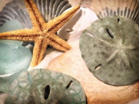 Sand Dollars And Starfish by Graffitee Studios art print