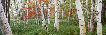 White Birch Trees In Wild Gardens Of Acadia, Acadia National Park, Maine by Panoramic Images art print
