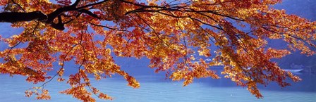 Autumn Leaves, Hozu River, Kyoto City, Japan by Panoramic Images art print