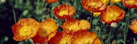 Poppies In Bloom, Japan by Panoramic Images art print