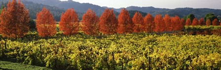 Crop In A Vineyard, Napa Valley, California by Panoramic Images art print