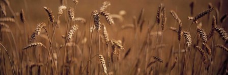 Detail Wheat by Panoramic Images art print