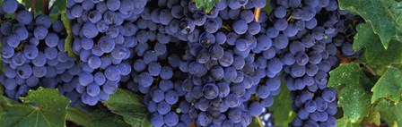 Grapes On The Vine, Napa, California by Panoramic Images art print
