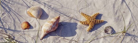 Close-Up Of A Starfish And Seashells On The Beach, Dauphin Island, Alabama by Panoramic Images art print