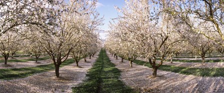 Almond Trees In An Orchard, Central Valley, California by Panoramic Images art print