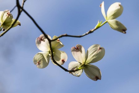 Close-Up Of Flowering Dogwood Flowers On Branches, Atlanta, Georgia by Panoramic Images art print