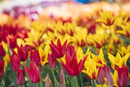 Tulip Blooming In A Garden, Washington State by Panoramic Images art print