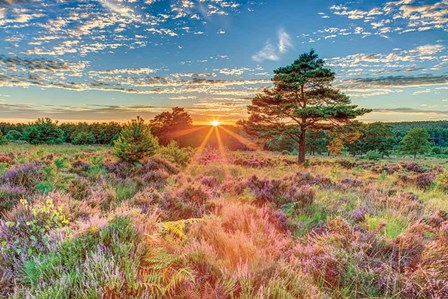 Heathland Sunset by Assaf Frank art print