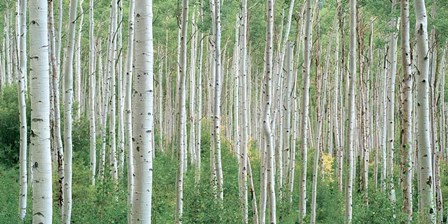 Early Autumn Aspens by Dennis Frates art print