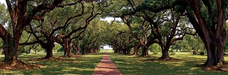 Enchanted Oaks by Mike Jones art print