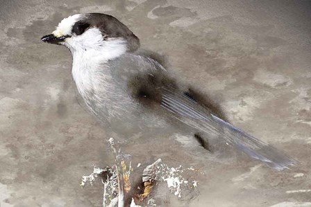 Grey Jay I by Stephane Fontaine art print