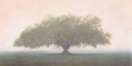 Oak in the Fog by William Guion art print
