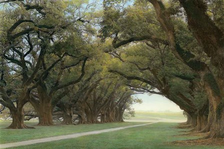 Alley Of The Oaks by William Guion art print